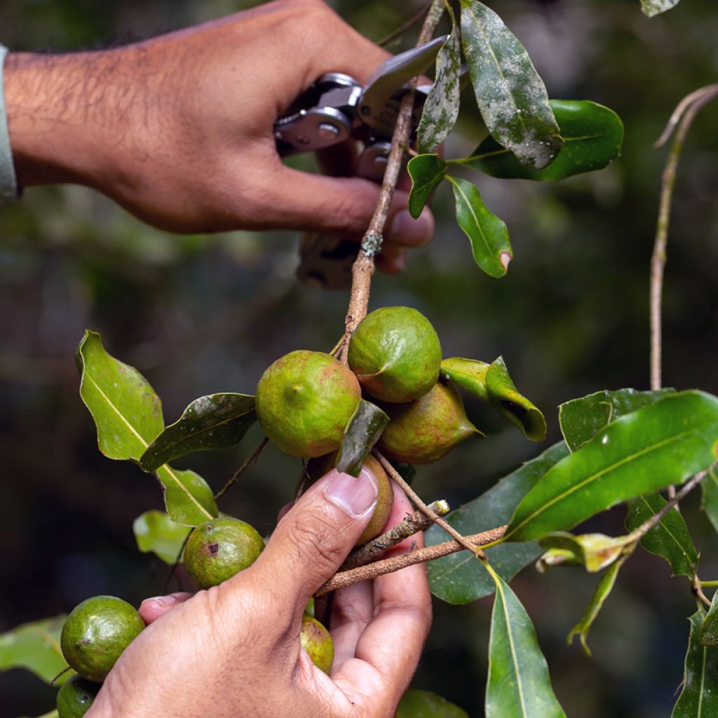 Macadamia integrifolia - Macadamia-Baum
