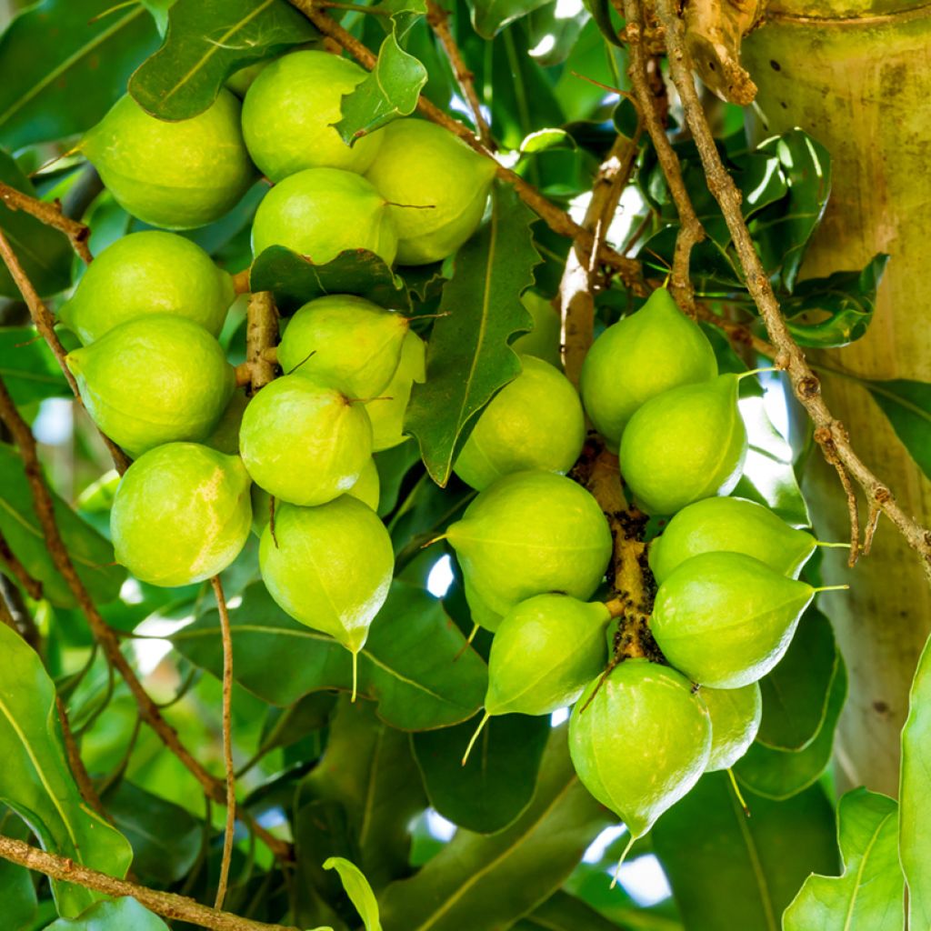 Macadamia integrifolia - Macadamia-Baum
