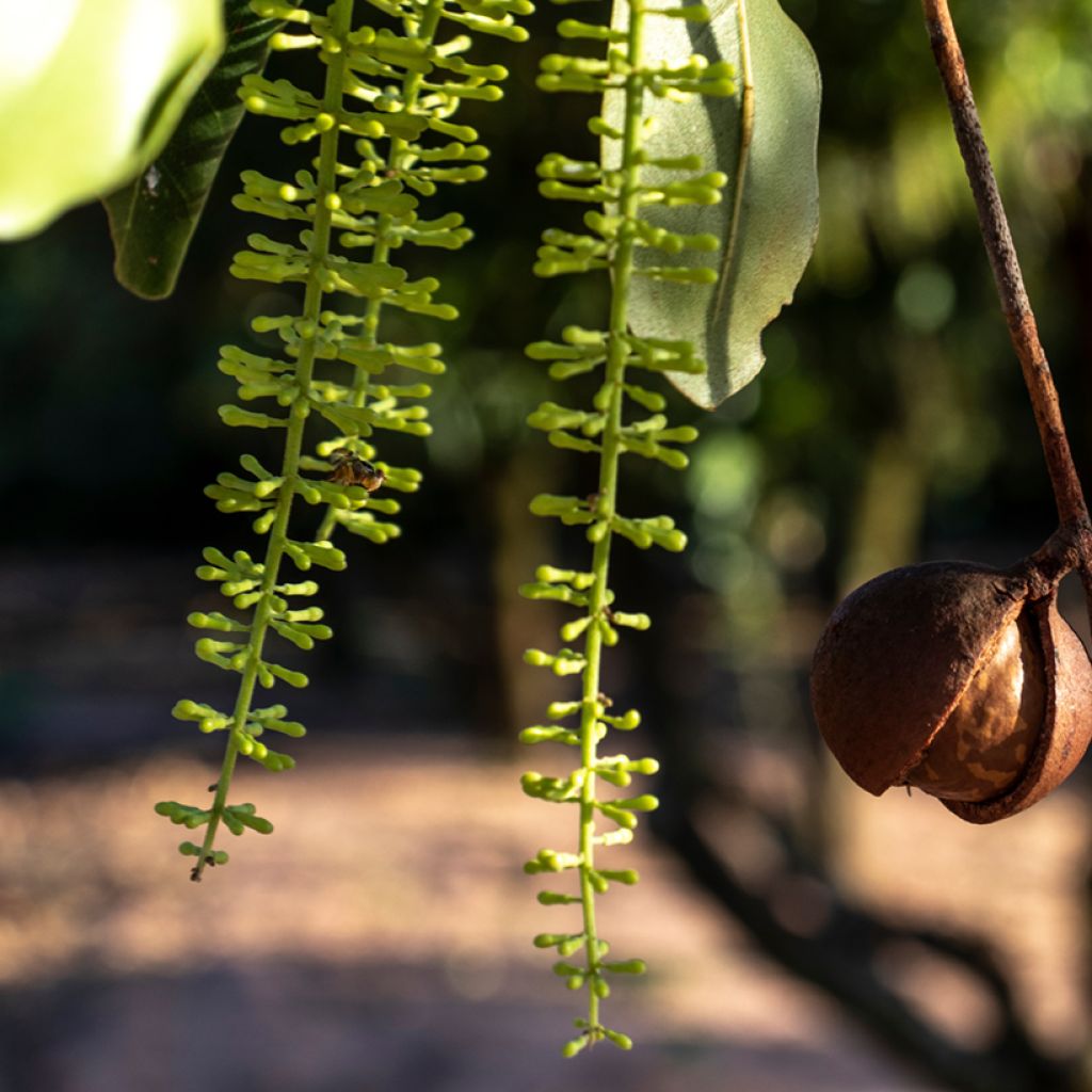 Macadamia integrifolia - Macadamia-Baum