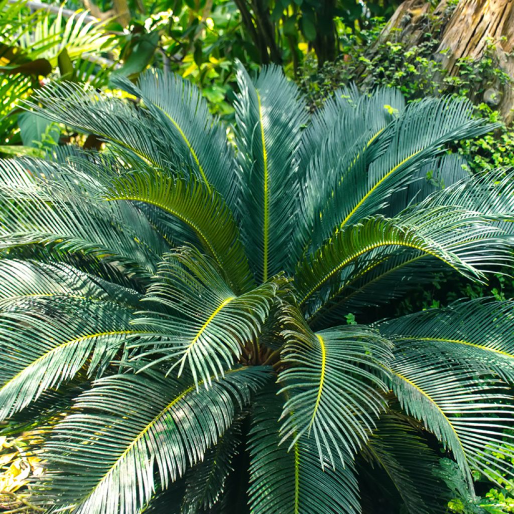 Macrozamia moorei - Palmfarn