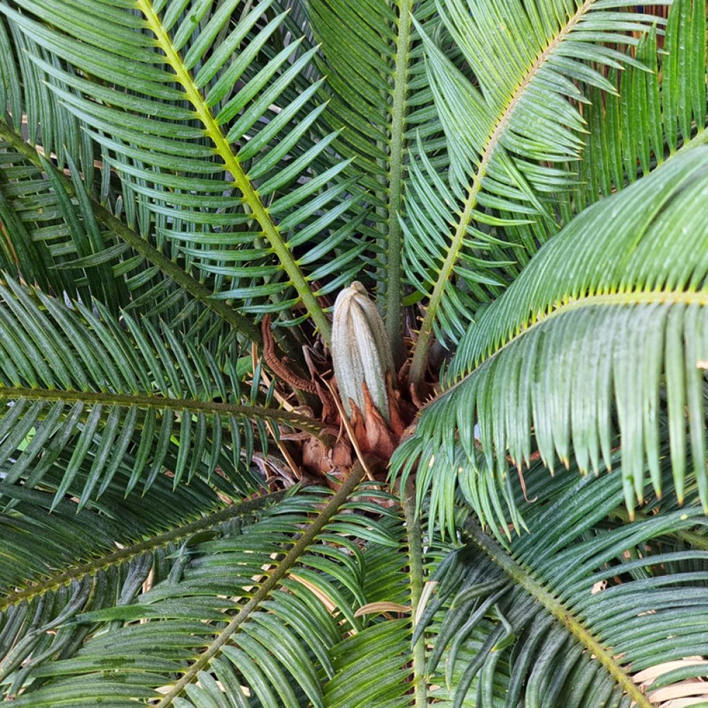 Macrozamia moorei - Palmfarn