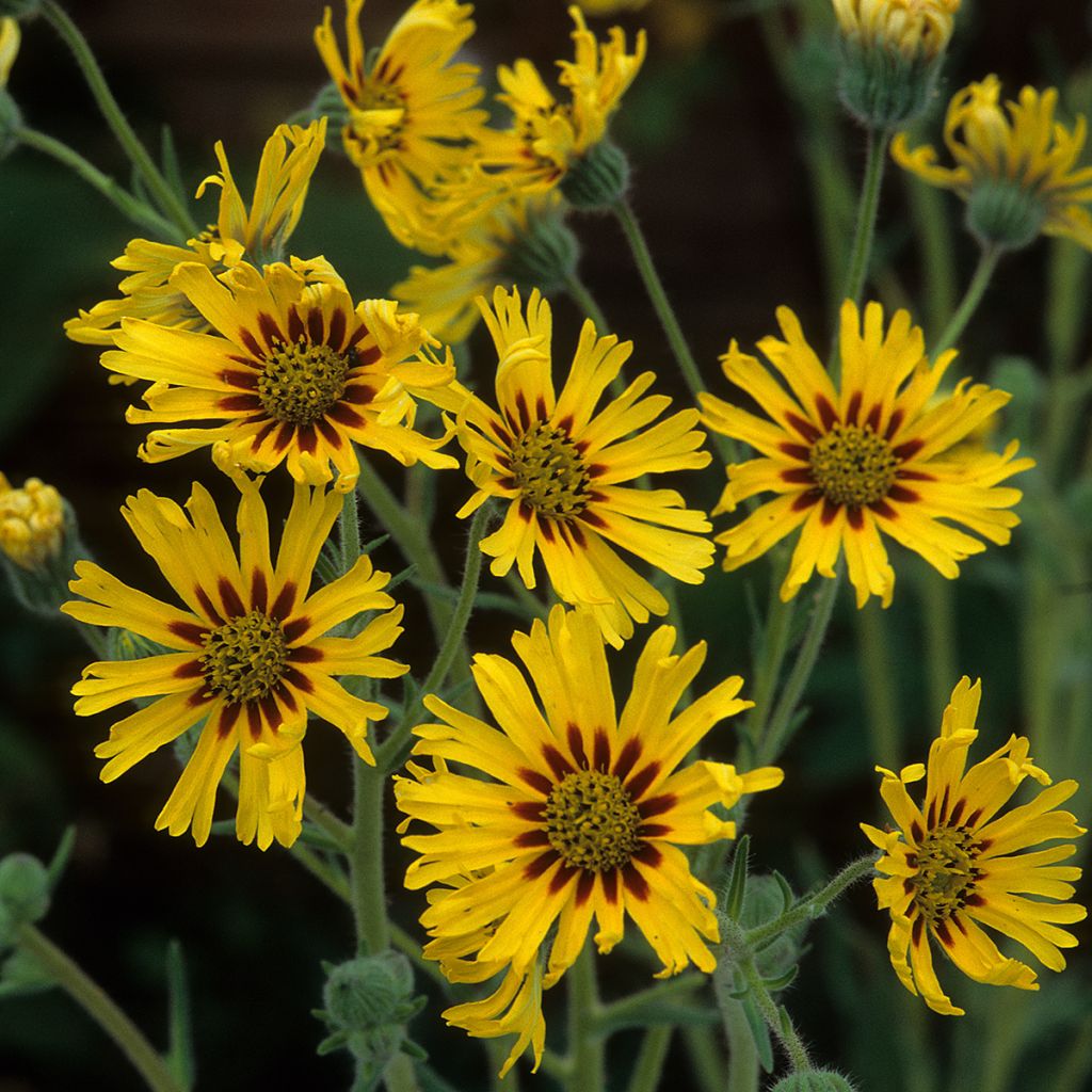 Madia elegans Tropical Fruits (Samen) - Frucht-Madie