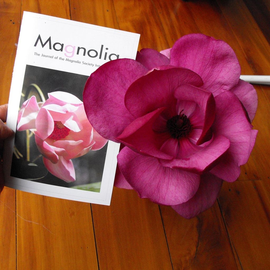 Magnolia soulangeana Emperor - Tulpen-Magnolie