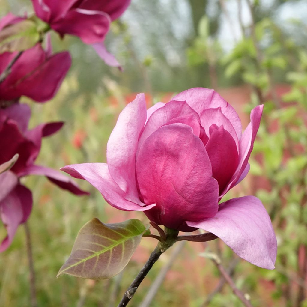 Magnolia soulangeana Emperor - Tulpen-Magnolie