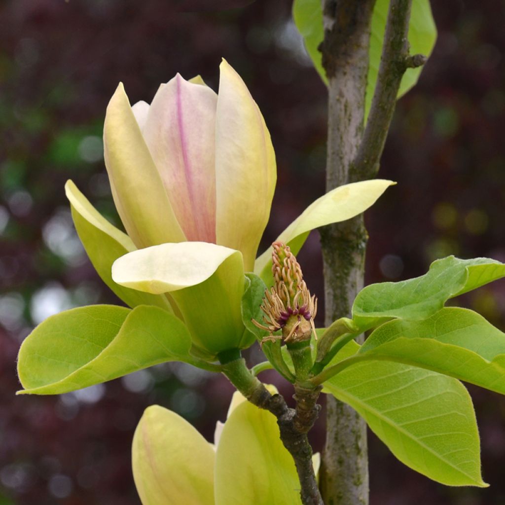 Magnolia Sunspire - Magnolie