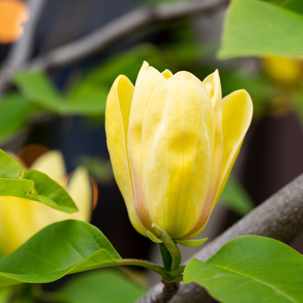 Magnolia Sunspire - Magnolie