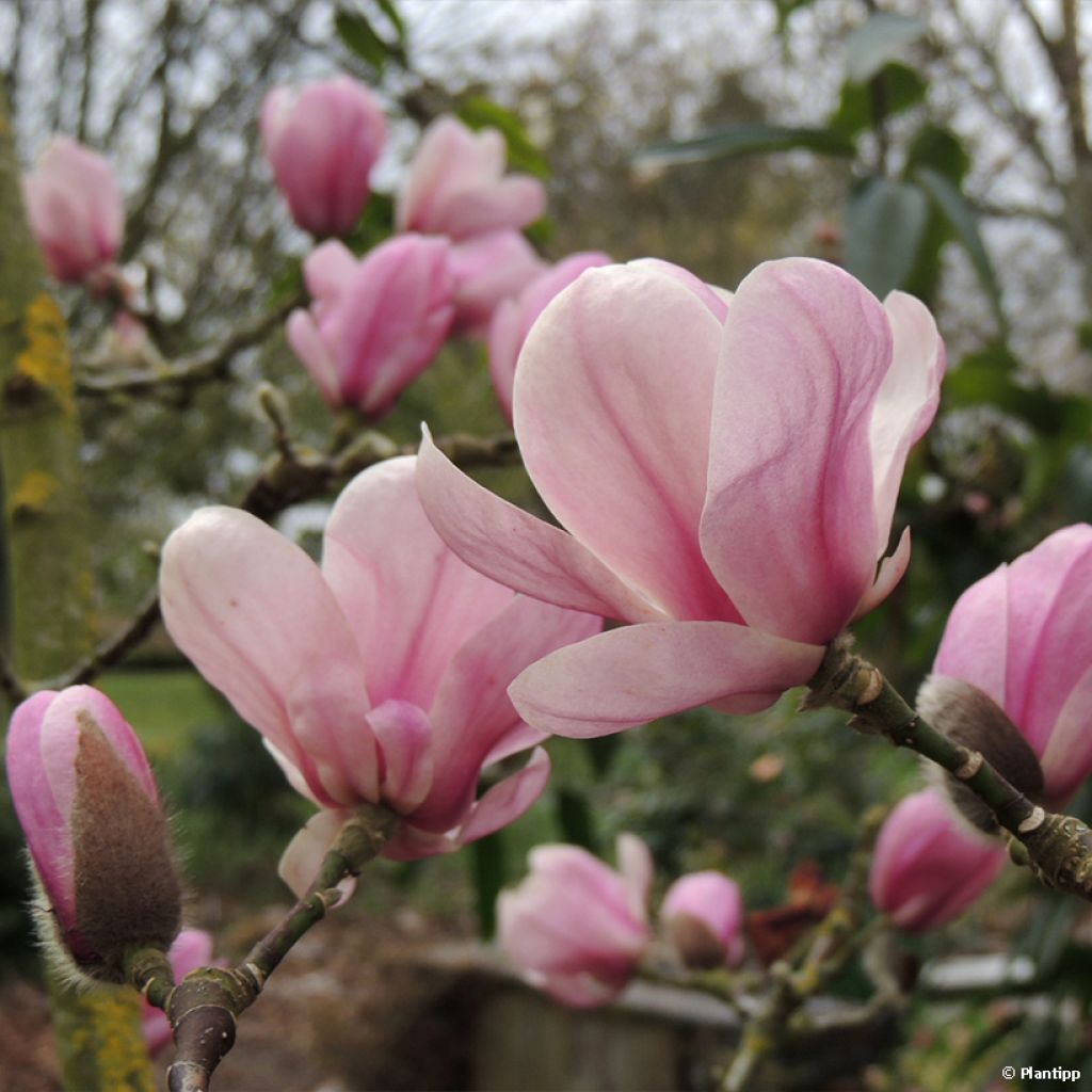 Magnolia denudata Festirose