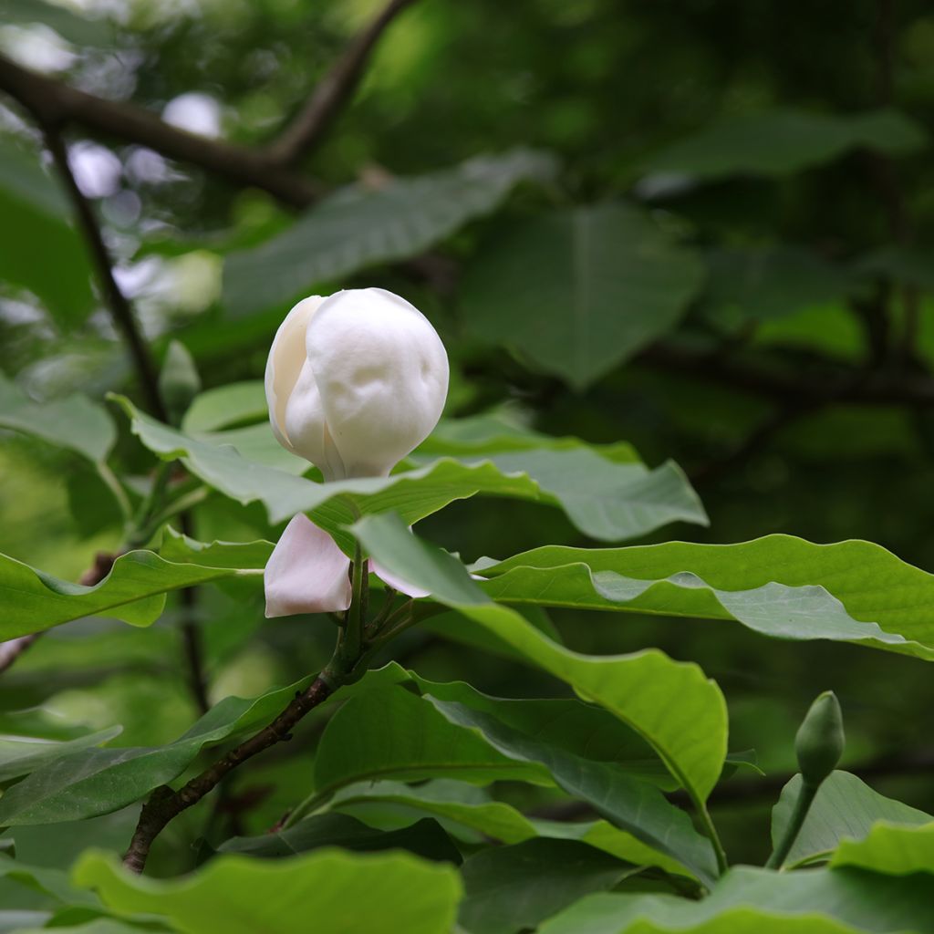 Magnolia hypoleuca - Japanische Großblatt-Magnolie