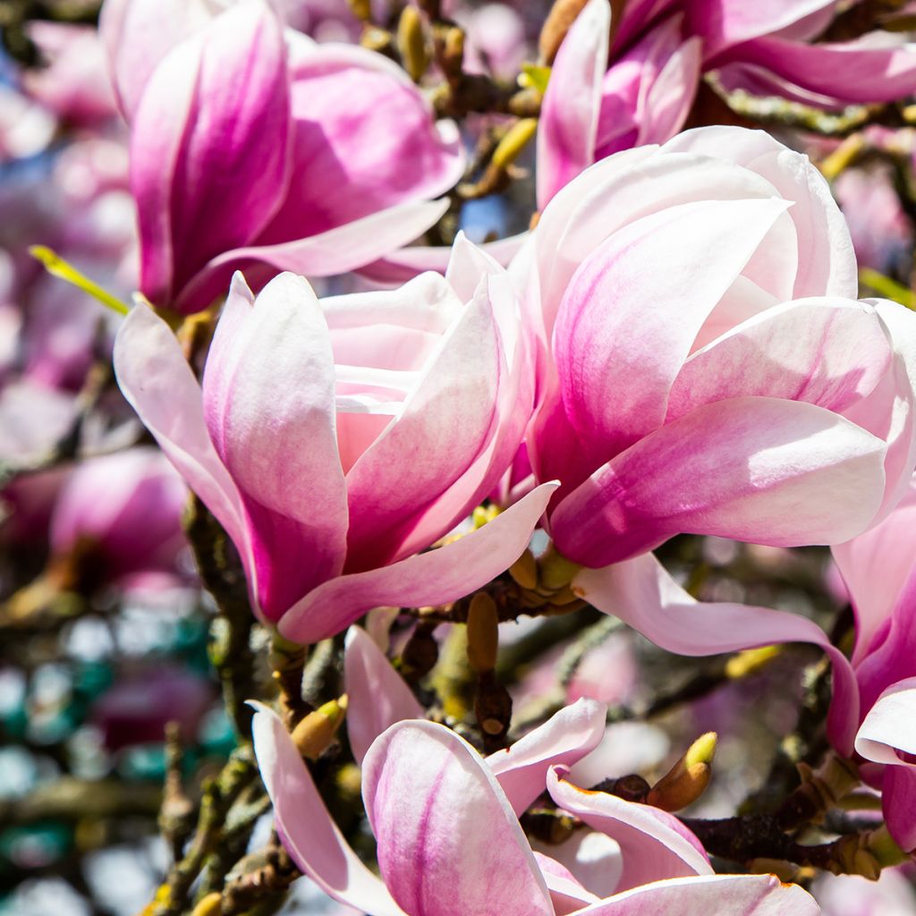 Magnolia soulangeana - Tulpen-Magnolie