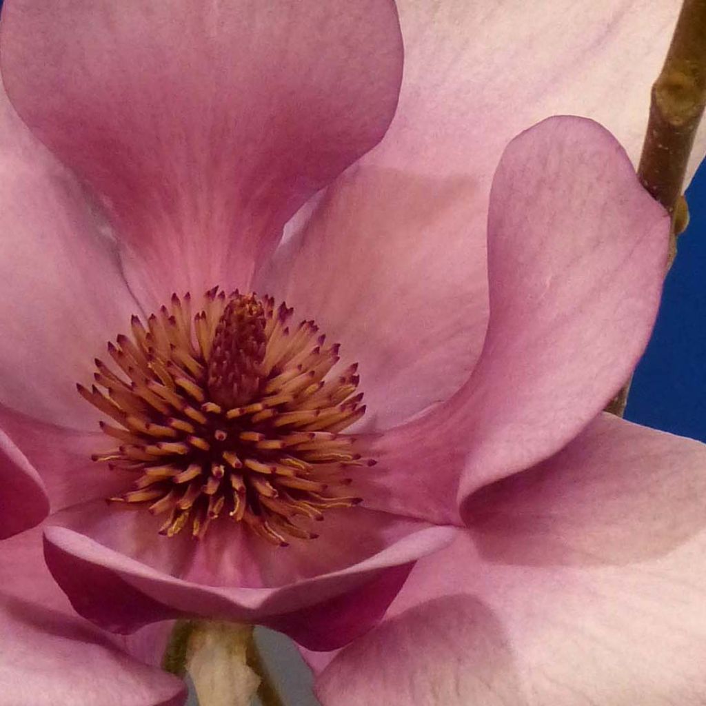 Magnolia soulangeana Cameo - Tulpen-Magnolie