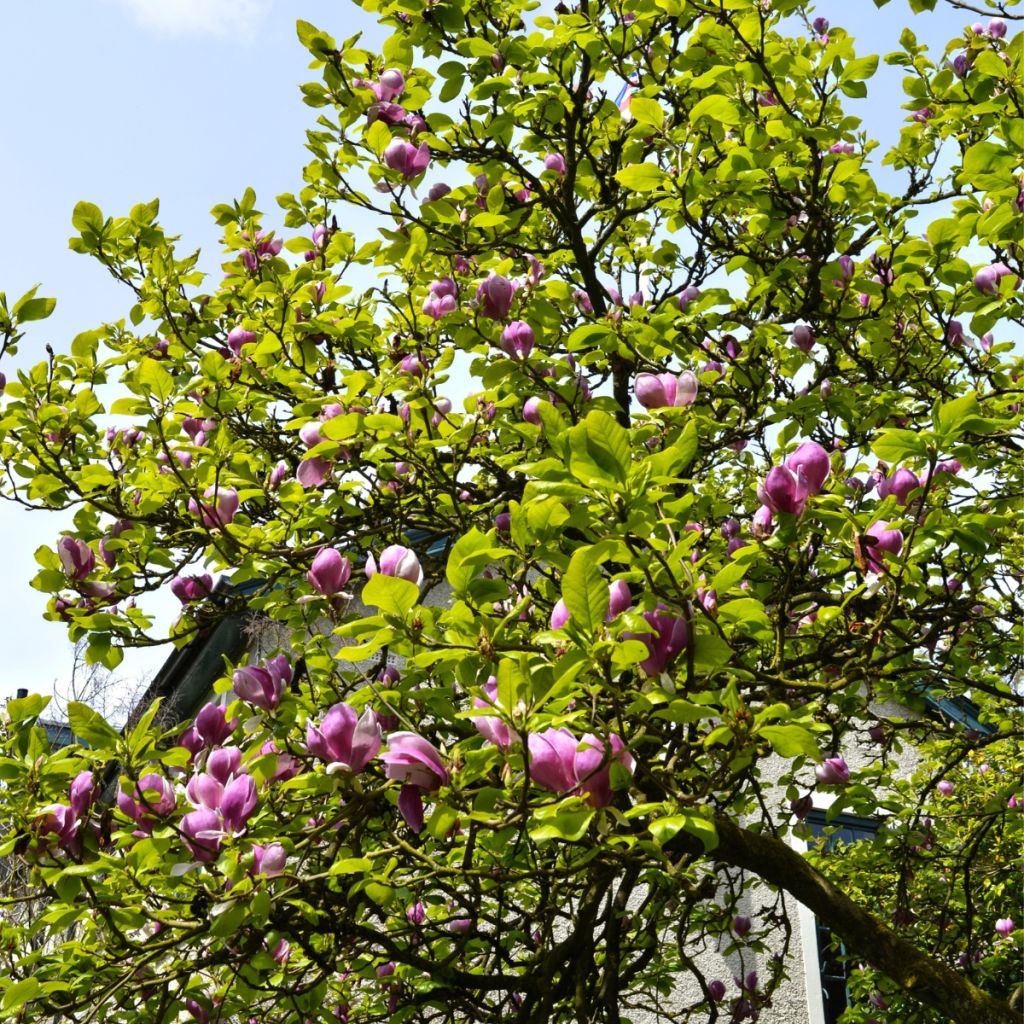 Veredelte Magnolie Shirazz - Magnolia