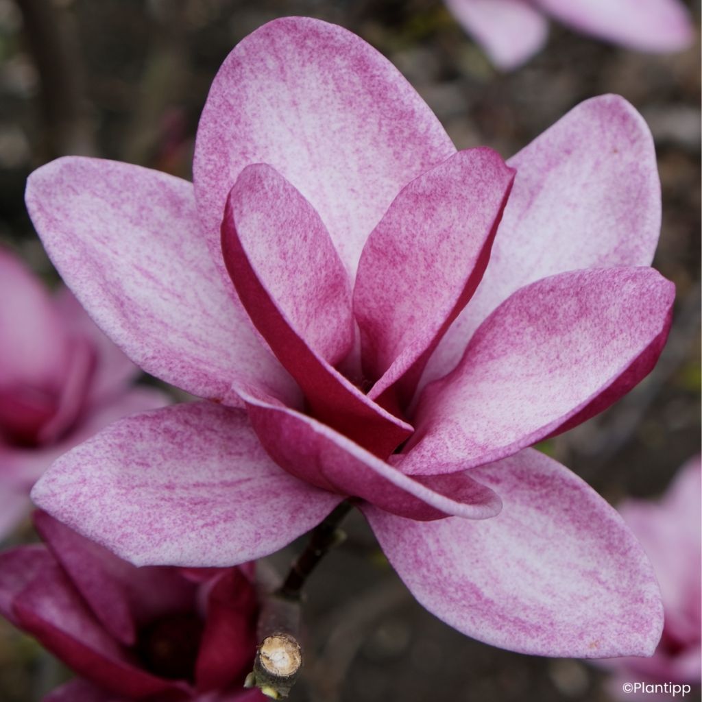 Veredelte Magnolie Starburst - Magnolia