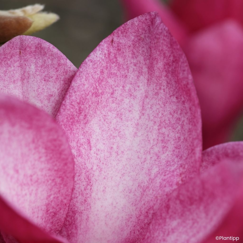 Veredelte Magnolie Starburst - Magnolia