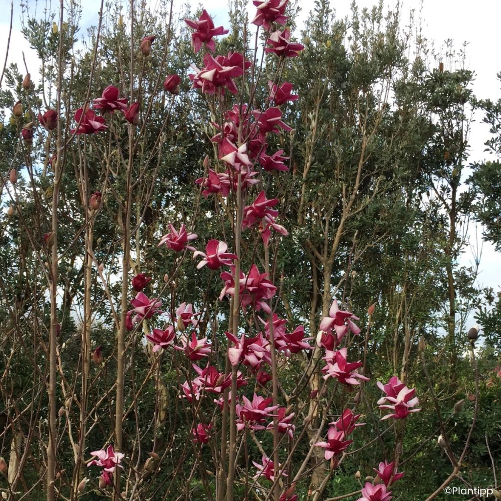 Veredelte Magnolie Starburst - Magnolia