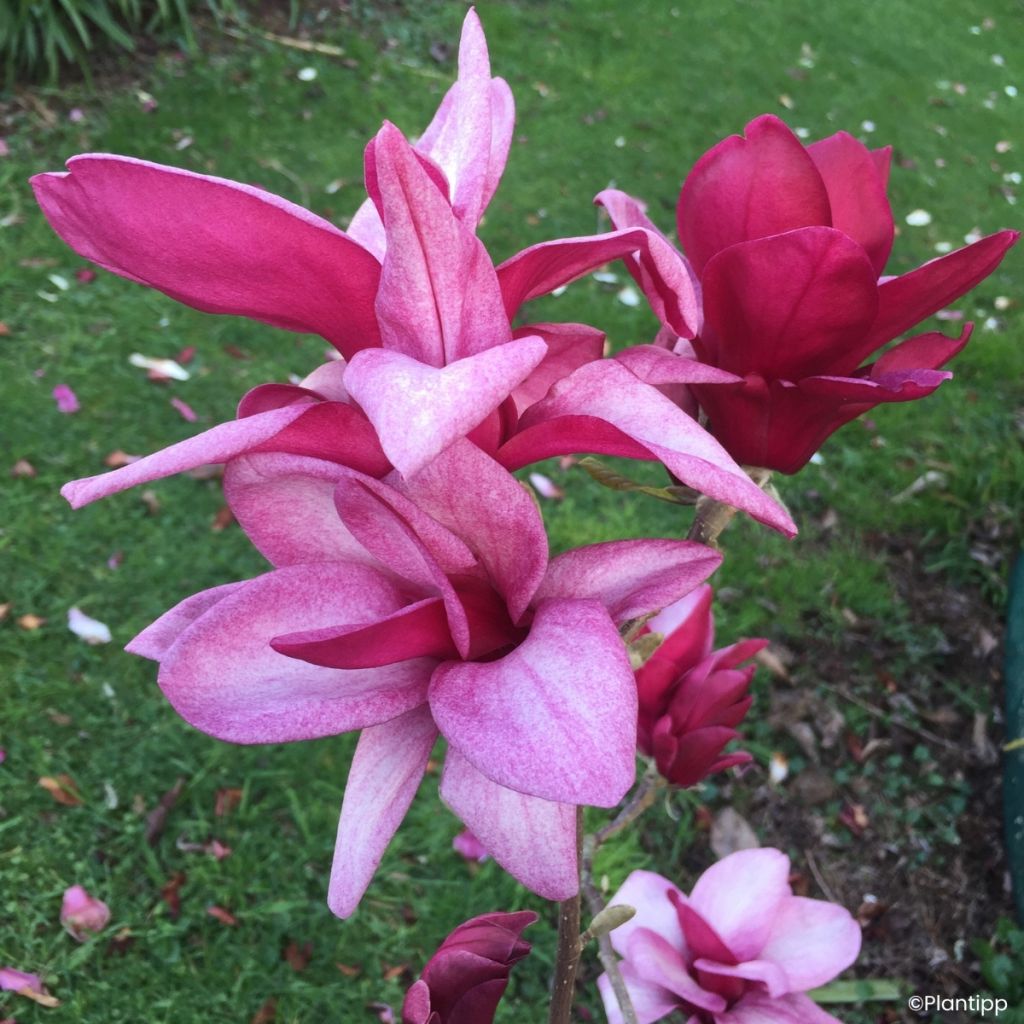 Veredelte Magnolie Starburst - Magnolia