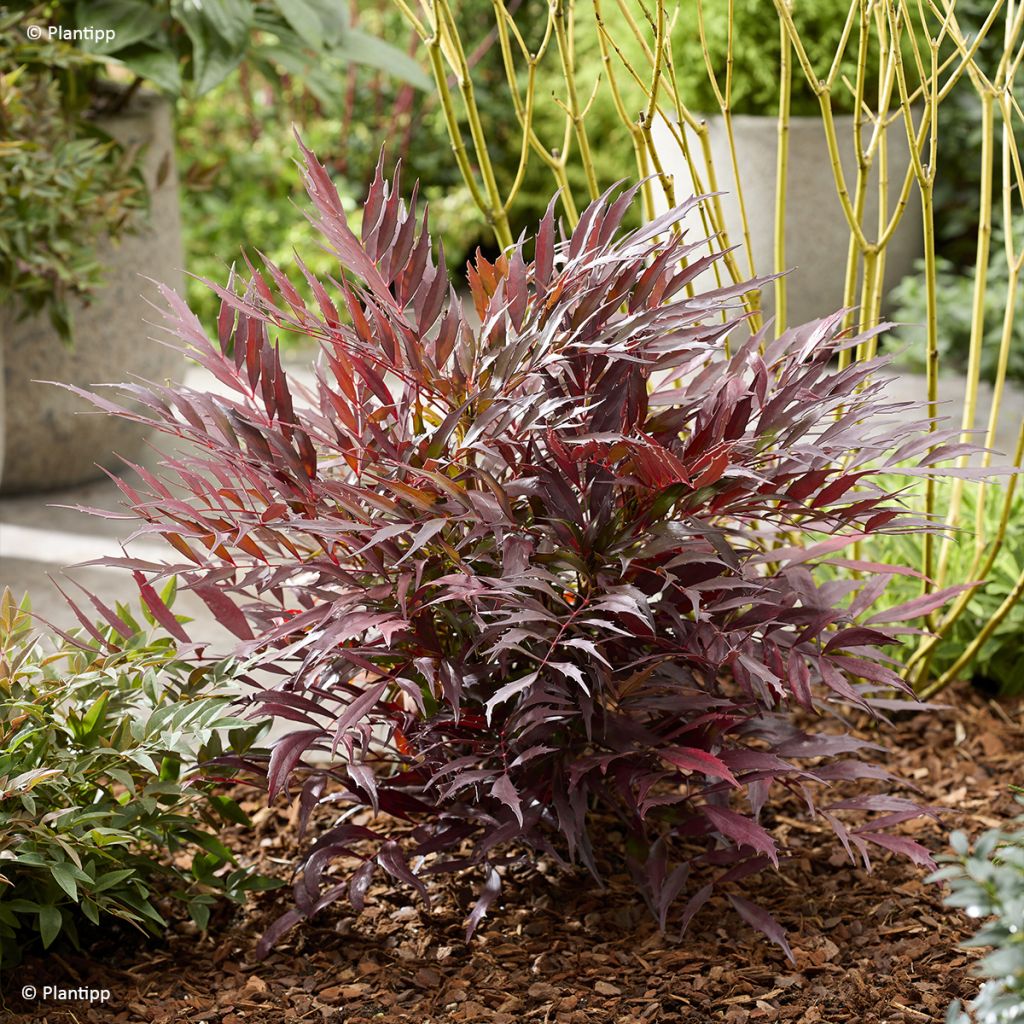 Mahonia Meteor - Stachellose Mahonie