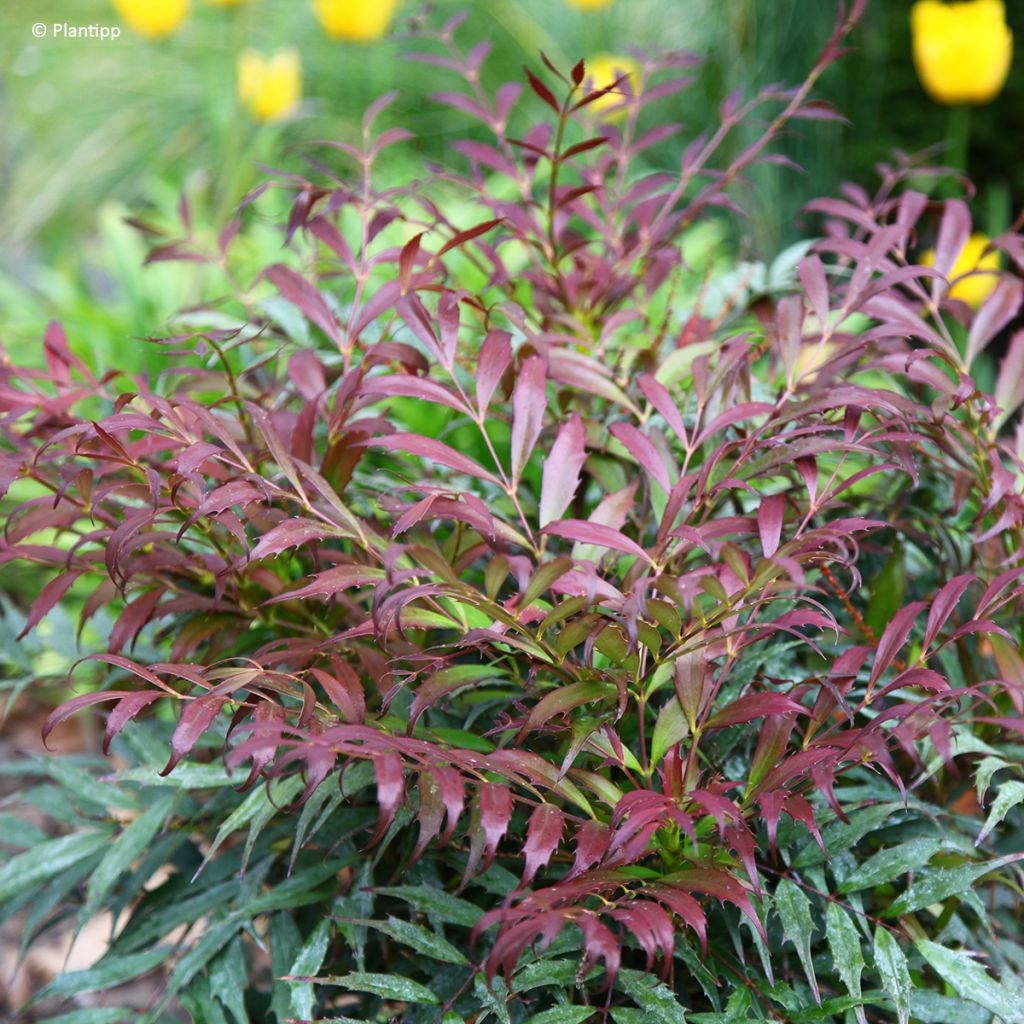 Mahonia Meteor - Stachellose Mahonie