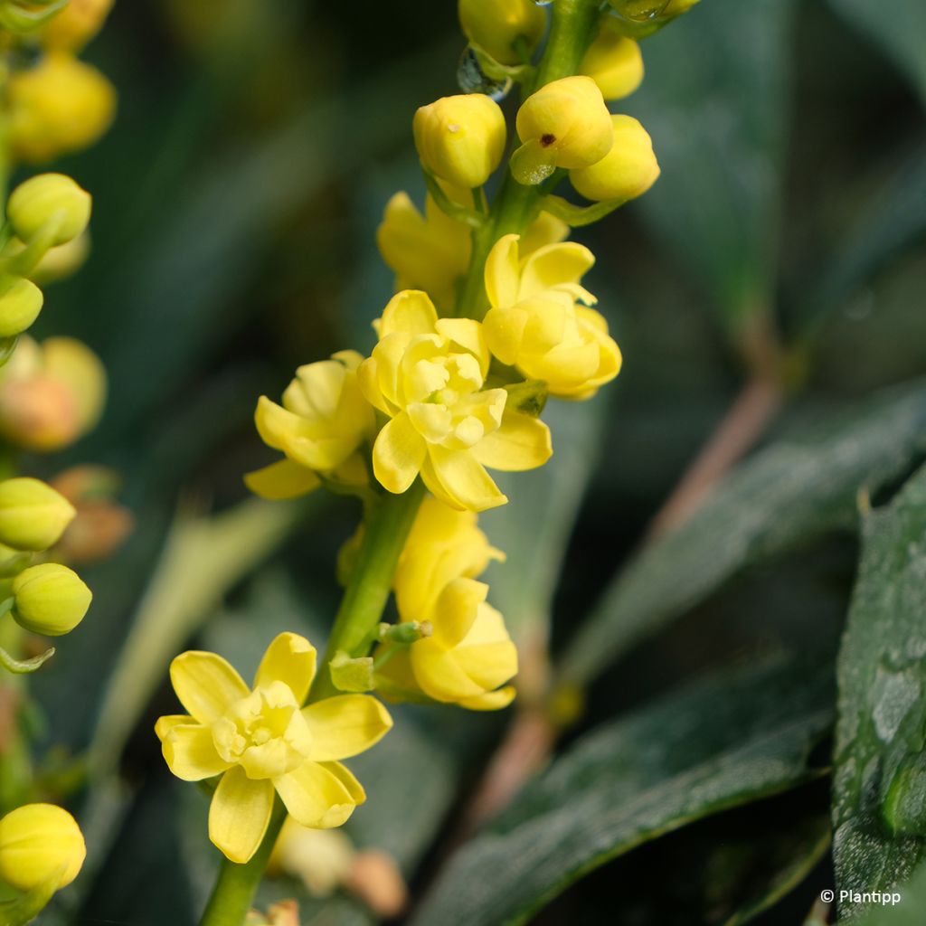 Mahonia Meteor - Stachellose Mahonie