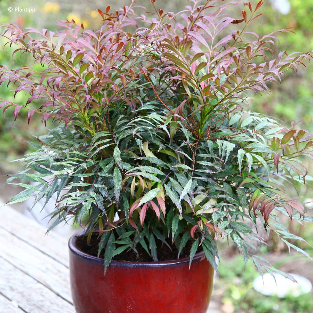 Mahonia Meteor - Stachellose Mahonie