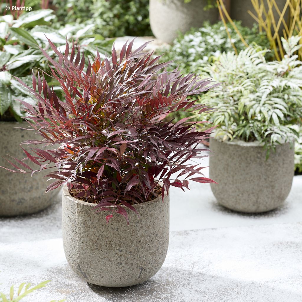 Mahonia Meteor - Stachellose Mahonie