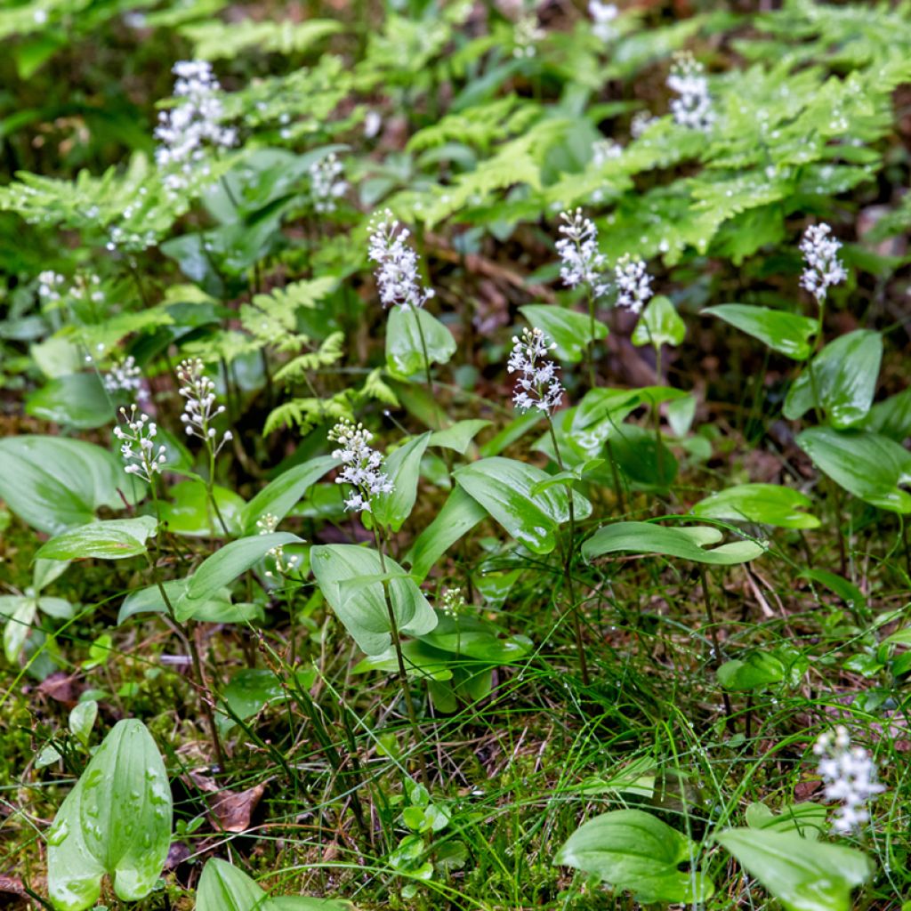 Maianthemum bifolium - Schattenblume