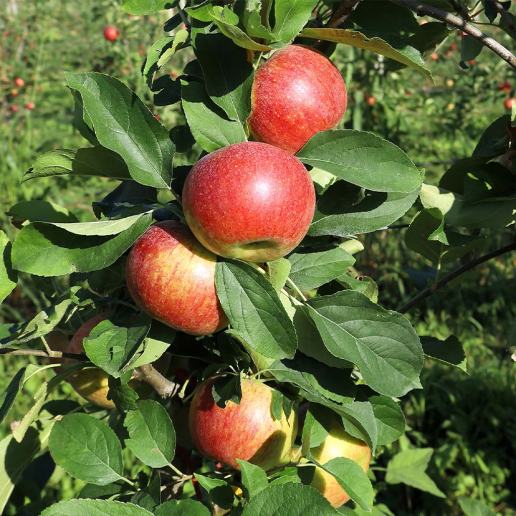 Goldparmäne Cesarz Wilhelm - Malus domestica