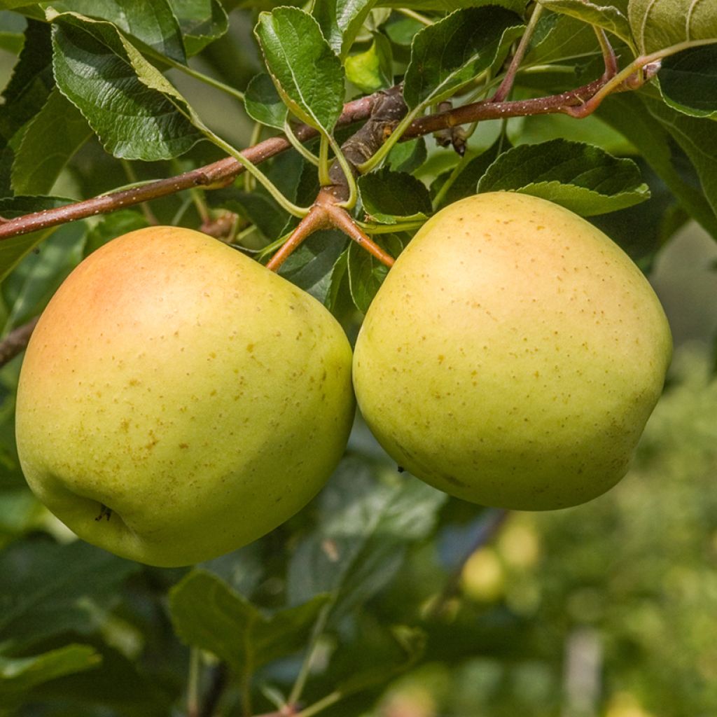 Goldparmäne Golden Noble - Malus domestica