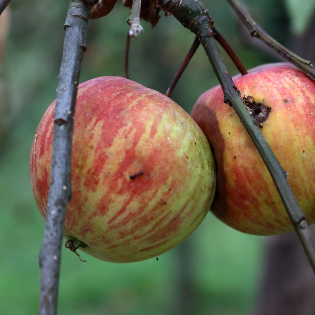 Goldparmäne Korobówka - Malus domestica