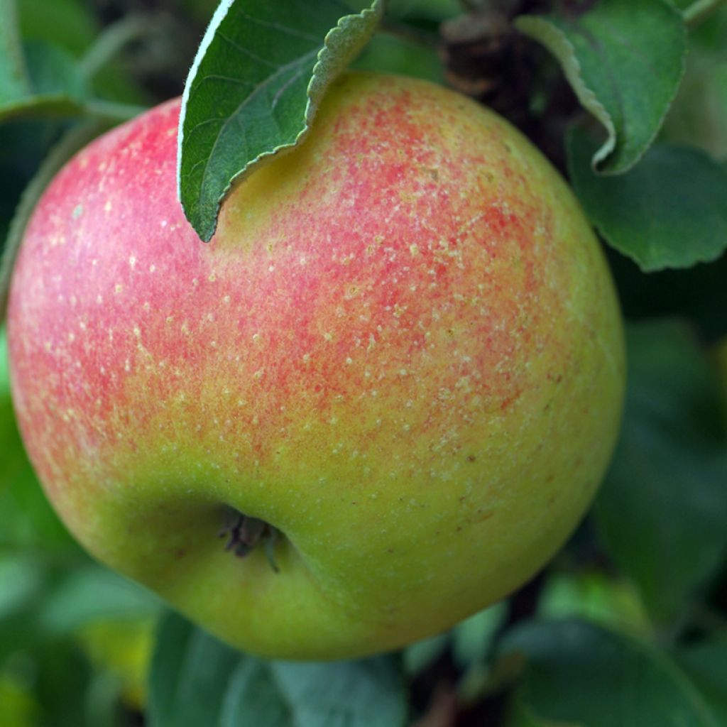 Goldparmäne Reneta Szampańska - Malus domestica