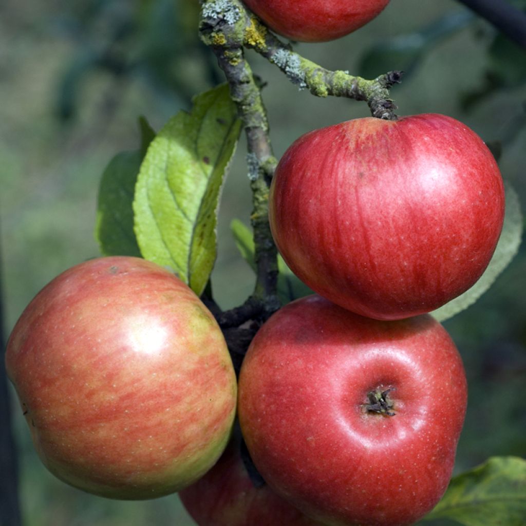 Goldparmäne Rajewskie - Malus domestica