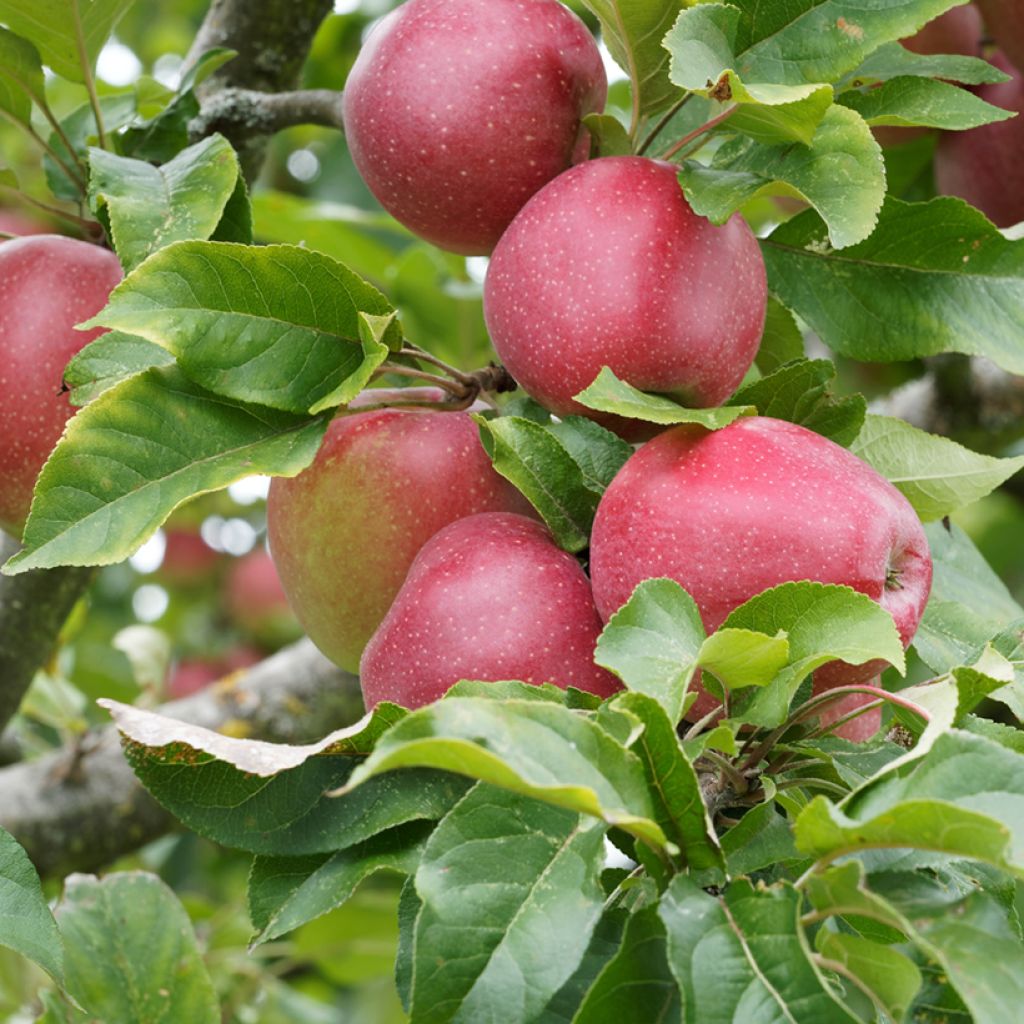 Goldparmäne Rajka - Malus domestica