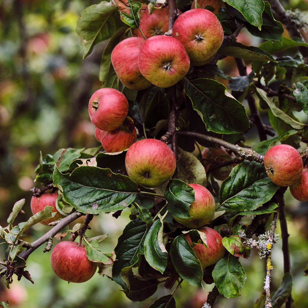 Goldparmäne Rarytas Śląski - Malus domestica