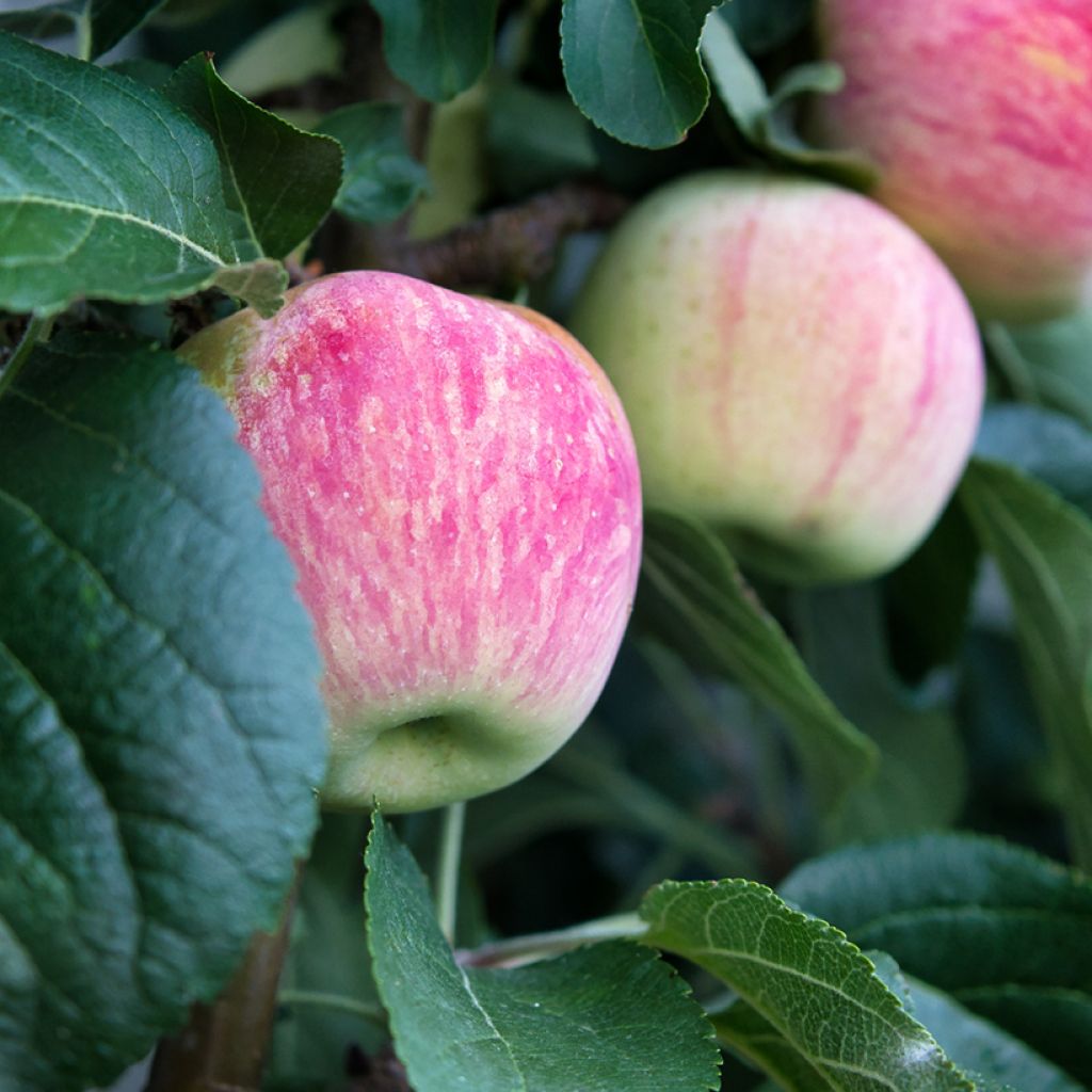 Goldparmäne Suislepper - Malus domestica