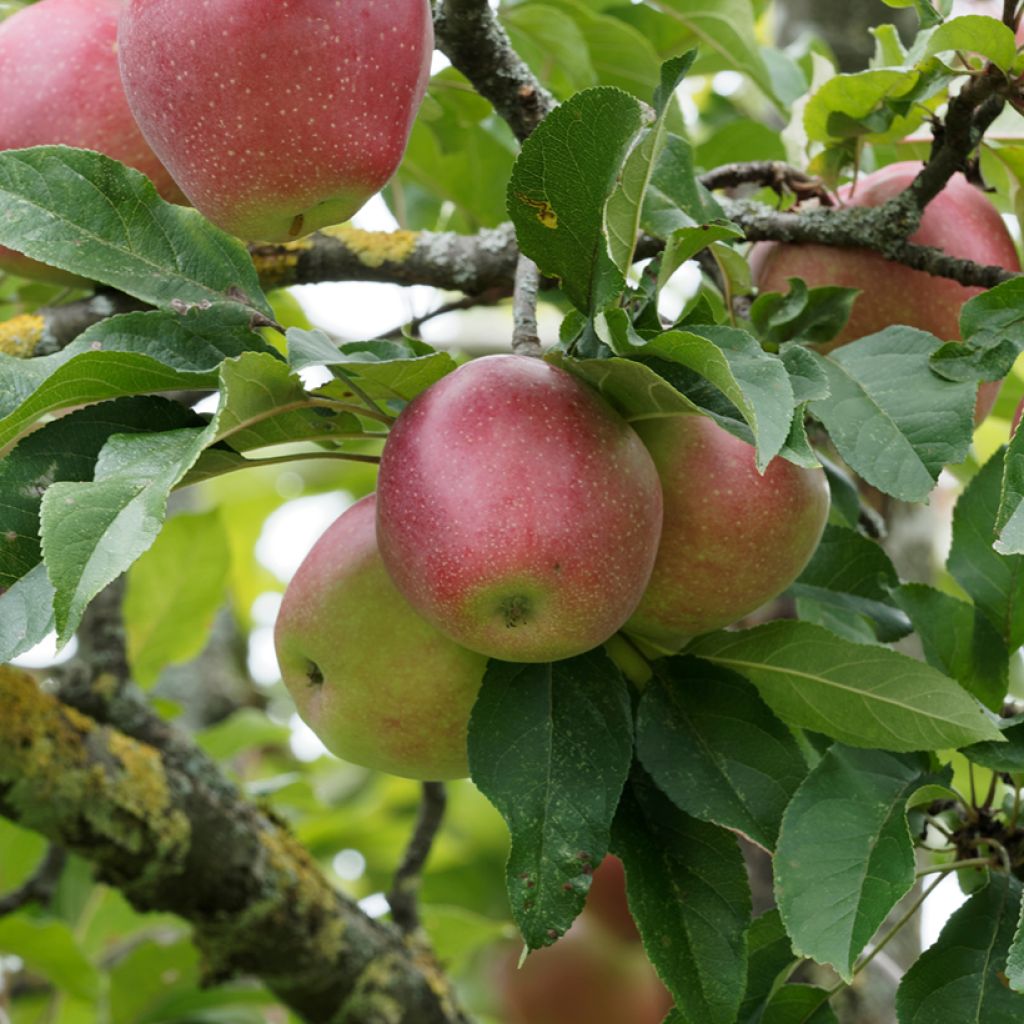 Zierapfel Żeleźniak - Malus domestica