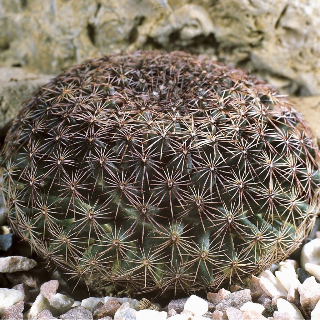 Kaktus - Mammillaria heyderi