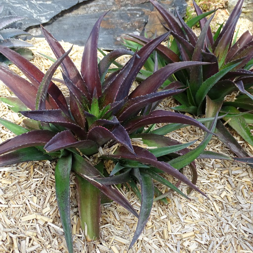 Mangave Mangavé Redwing