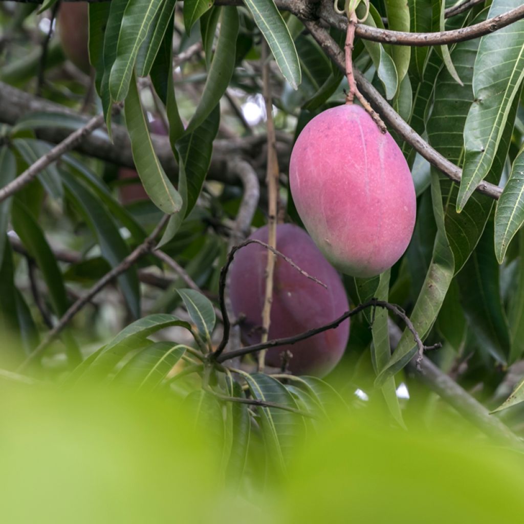 Mangobaum Irwin - Mangifera indica