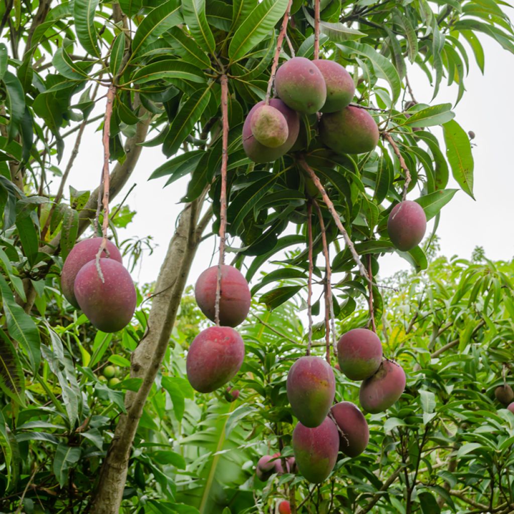 Mangobaum Irwin - Mangifera indica