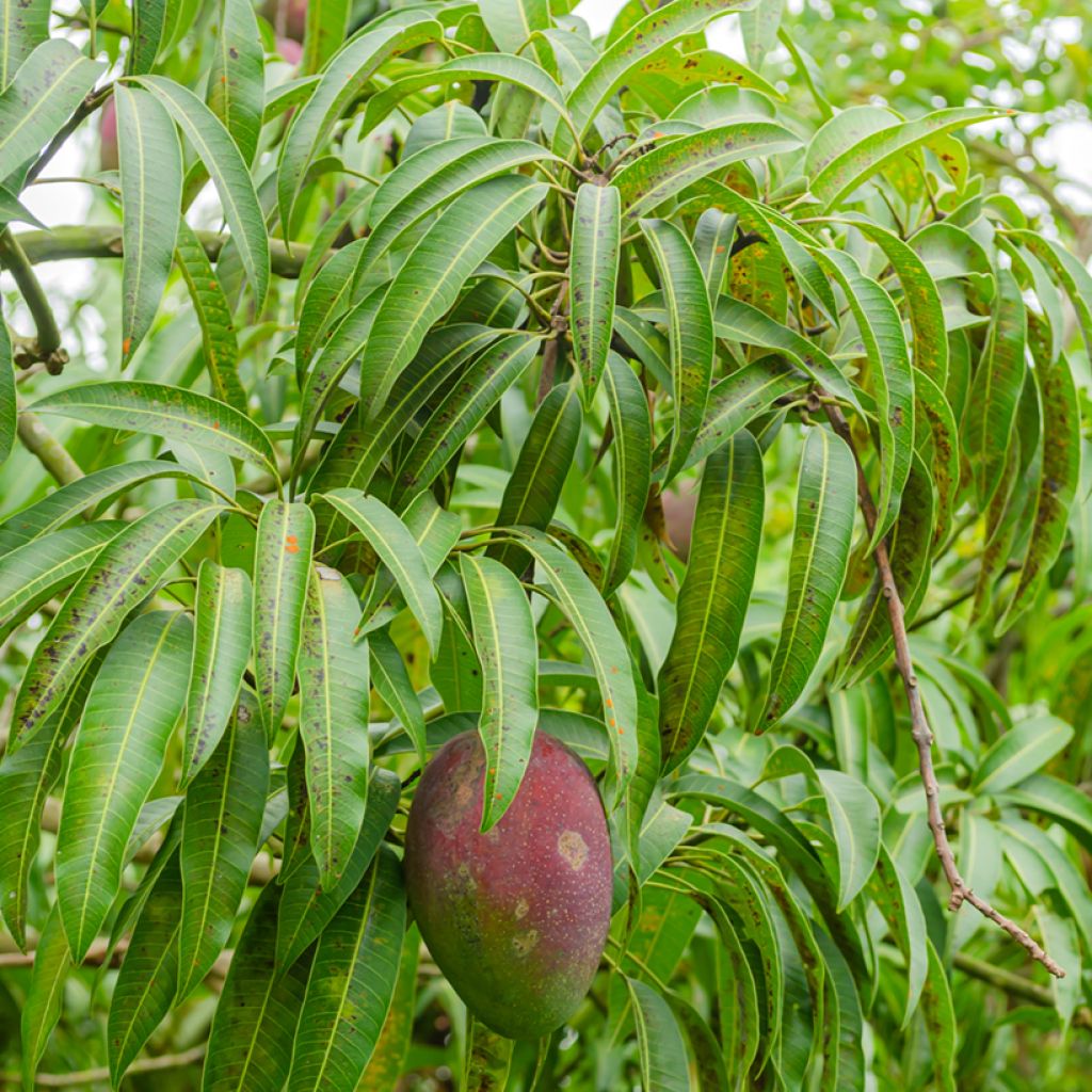 Mangobaum Irwin - Mangifera indica