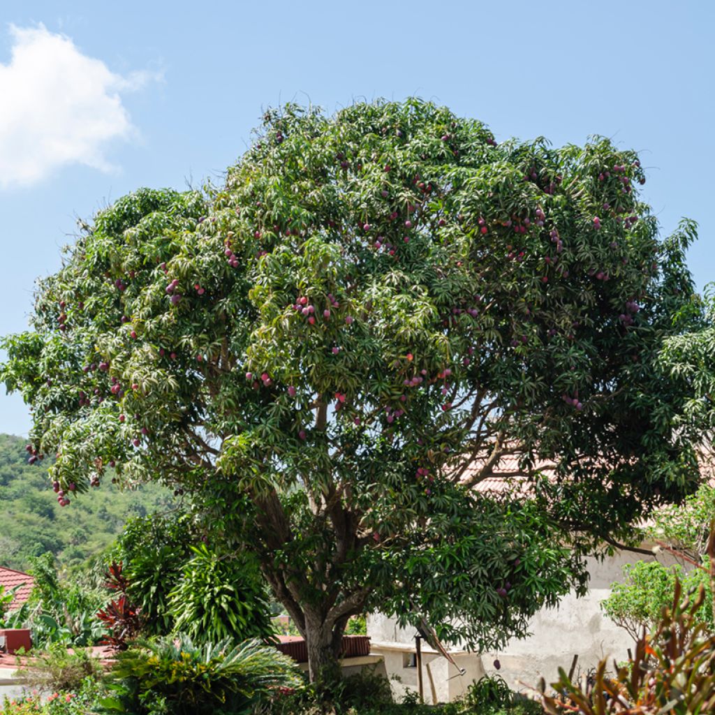 Mangobaum Irwin - Mangifera indica