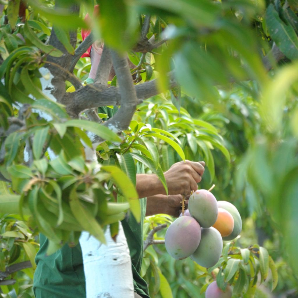 Mangobaum Keitt - Mangifera indica