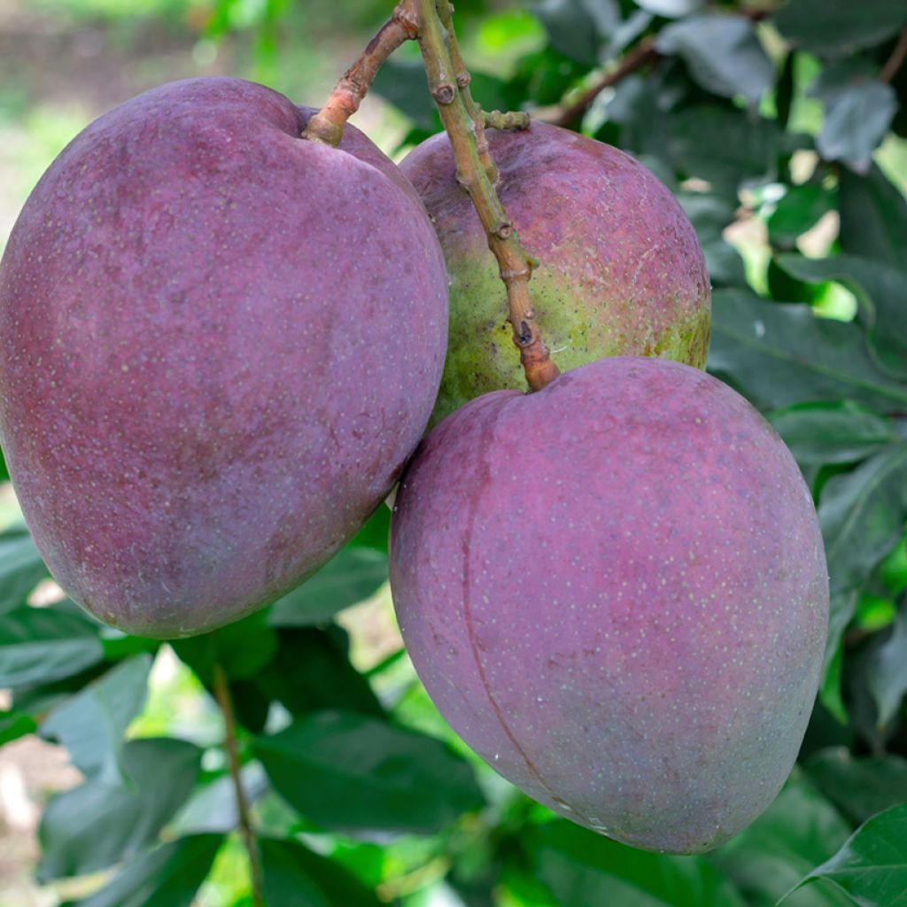 Mangobaum Tommy Atkins - Mangifera indica