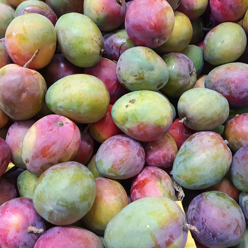 Mangobaum Tommy Atkins - Mangifera indica