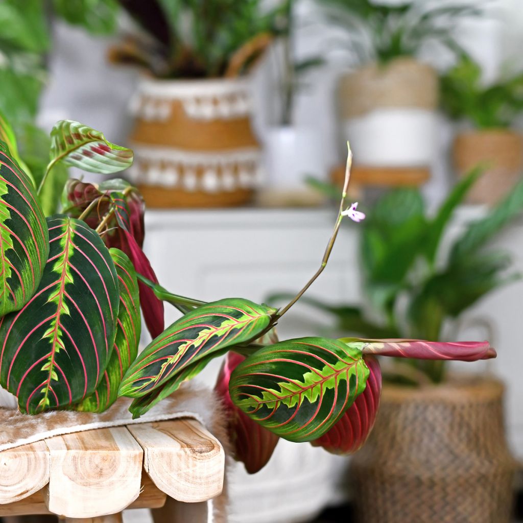 Maranta Tricolor Fascinator