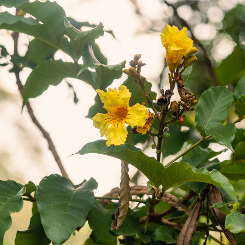 Gelber Trompetenbaum - Markhamia lutea