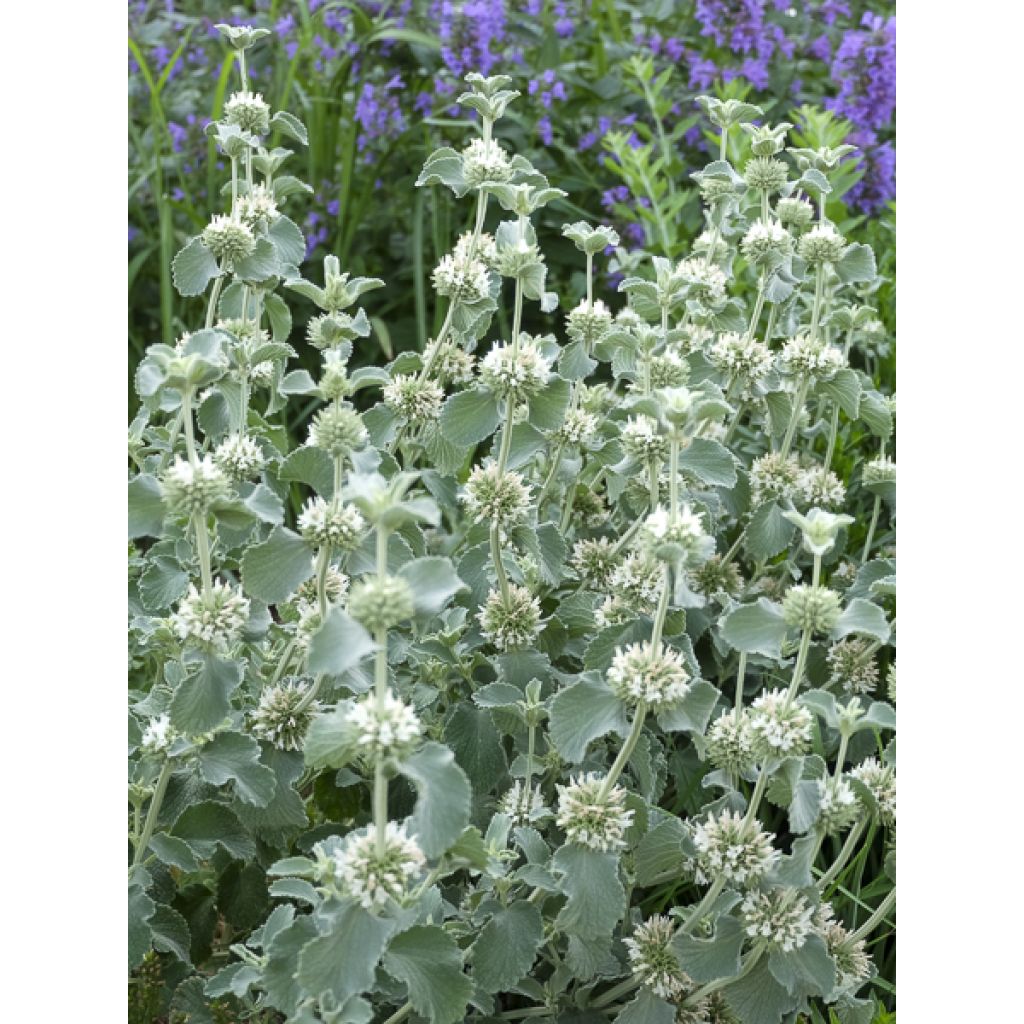 Marrubium incanum - Marrube gris ou blanchi 