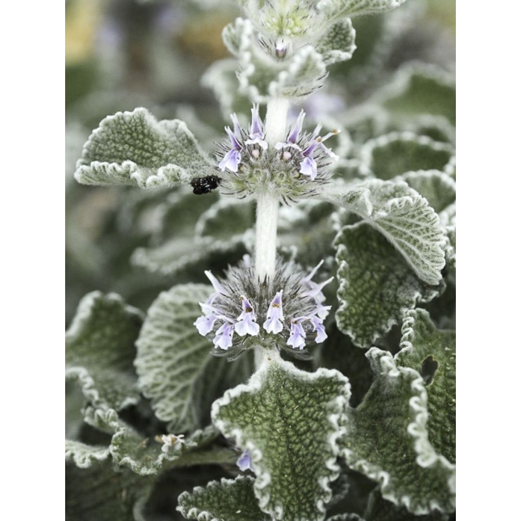 Marrubium supinum - Marrube couché