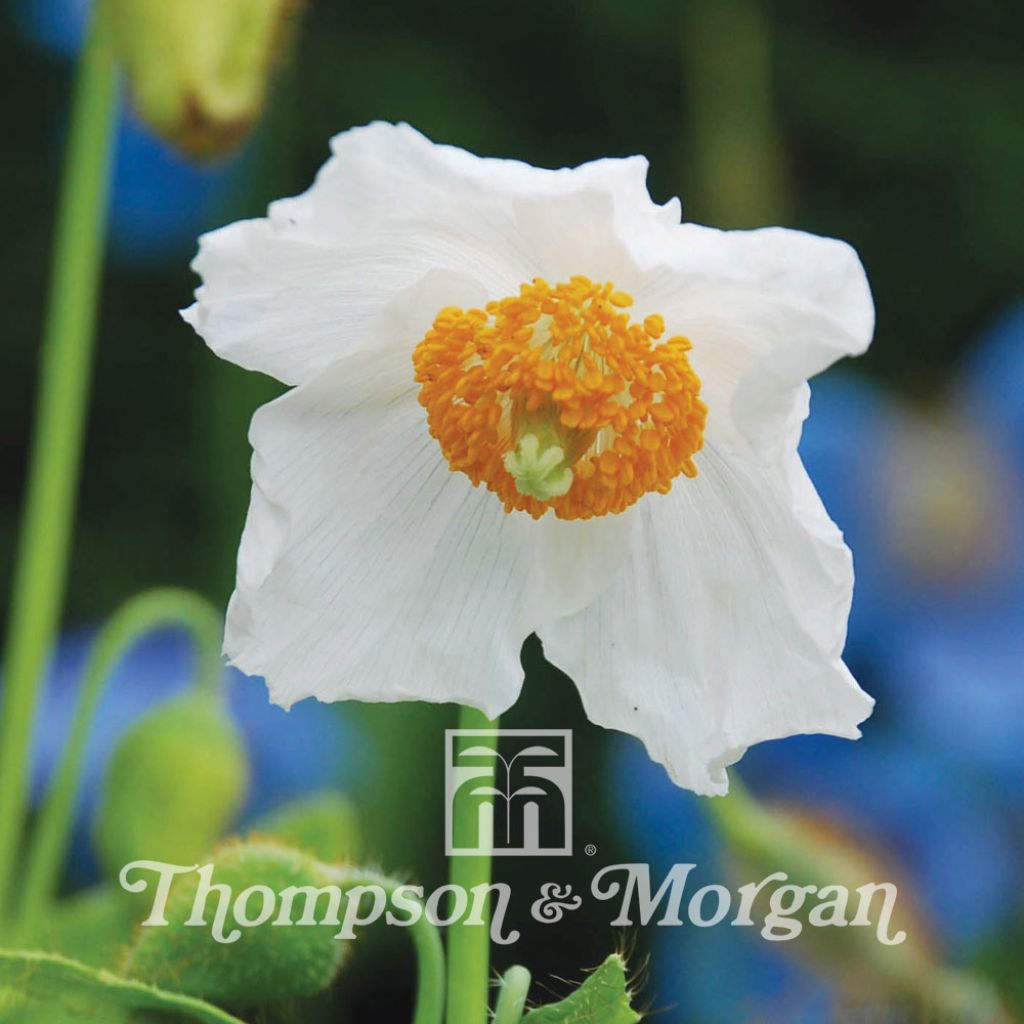 Meconopsis baileyi Alba (Samen) - Scheinmohn