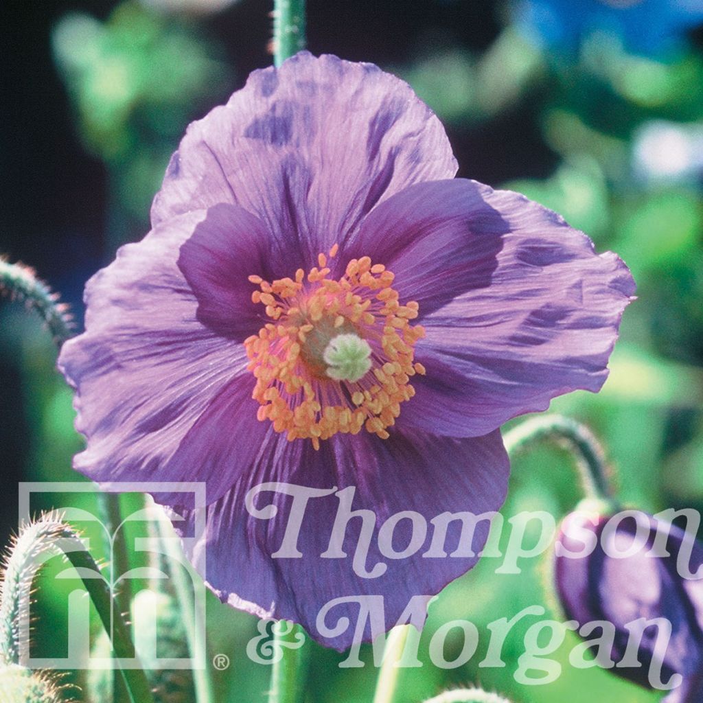 Meconopsis baileyi Hensol Violet (Samen) - Scheinmohn