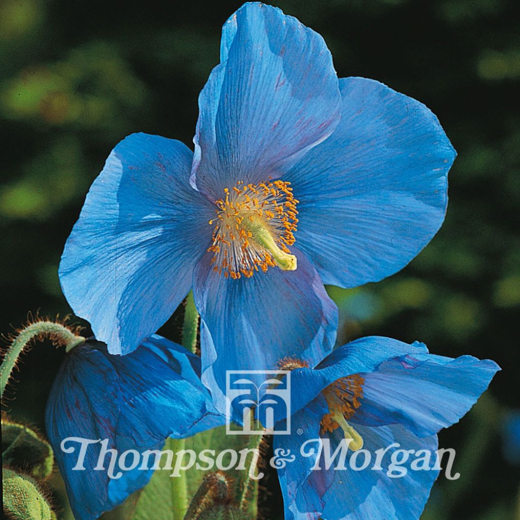 Meconopsis grandis (Samen) - Großer Scheinmohn